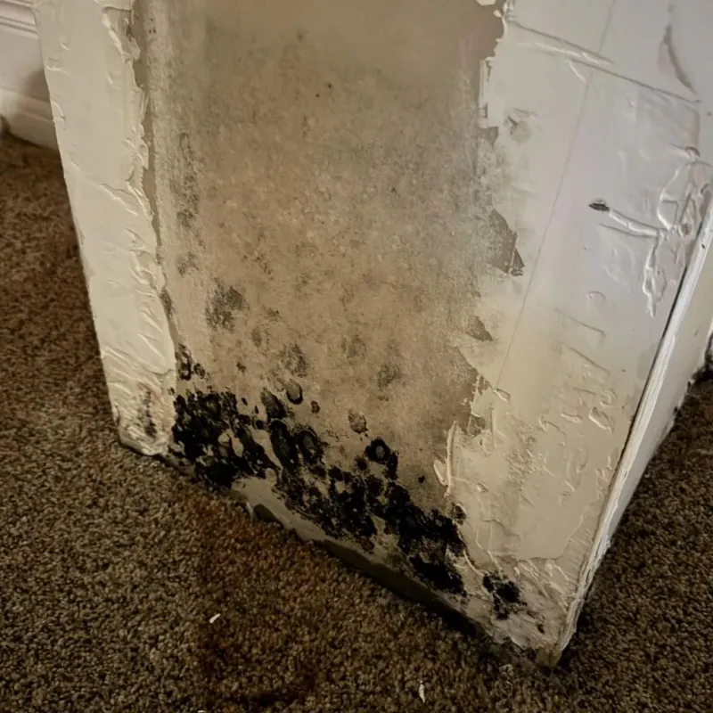 Professional Mold Removal in Warren County, PA